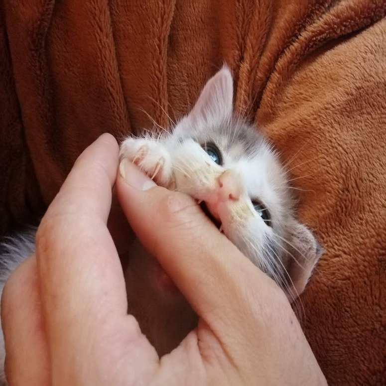 在宅フリーランス 新米夫婦 の家に子猫が来たら さだっち 育てるデザイン Note