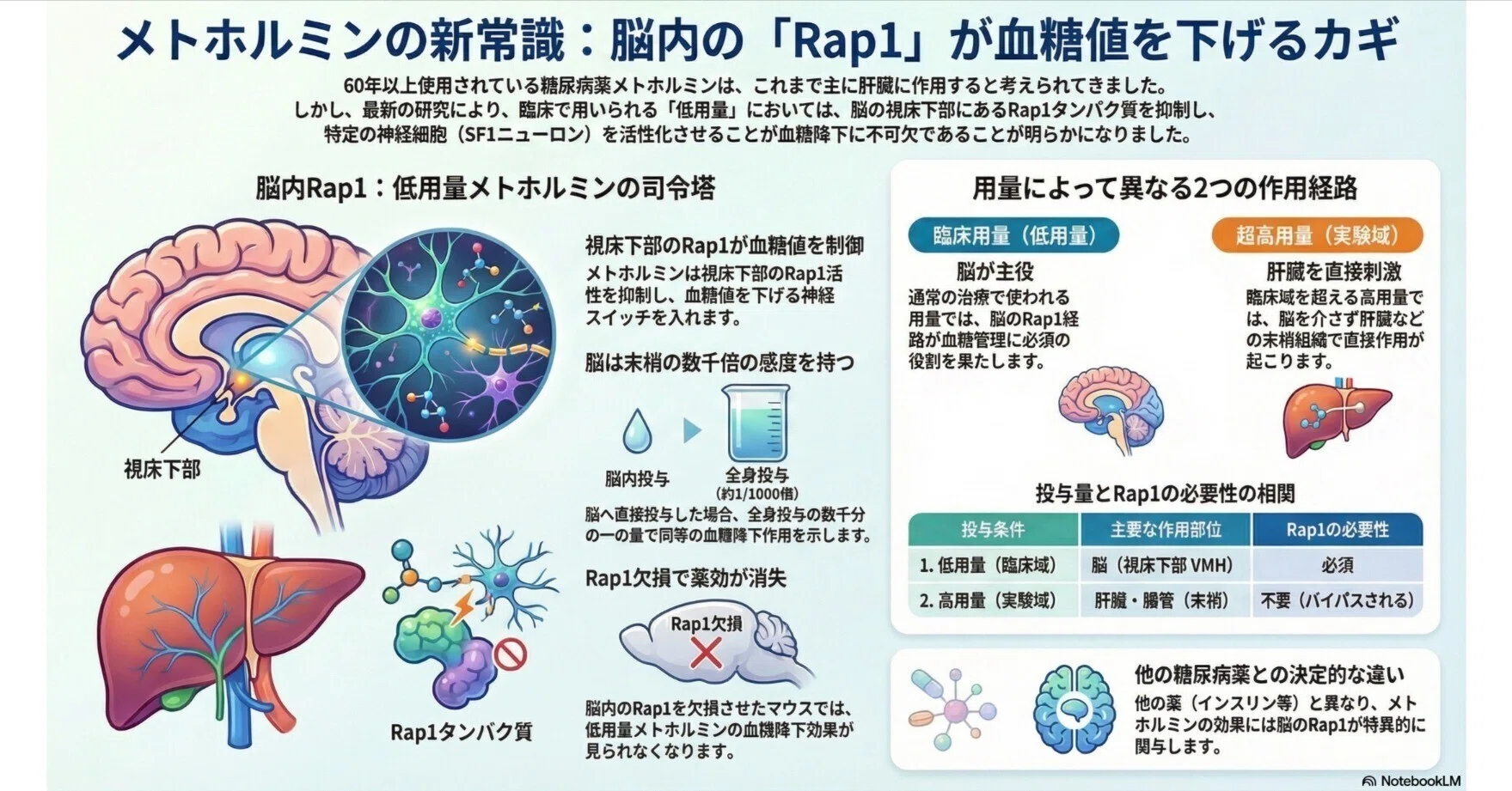 メトホルミン 作用 機 序