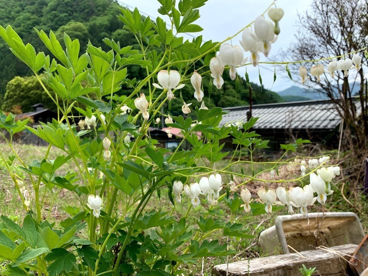 ケマンソウ こすもす 松林 Note