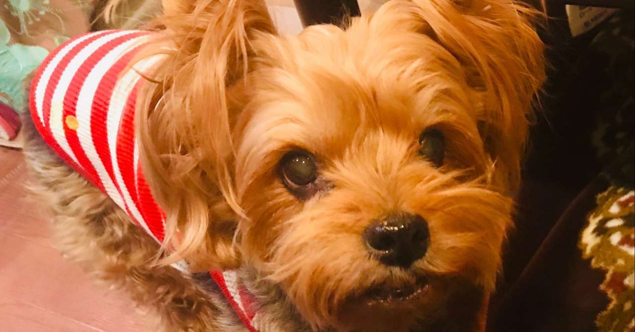愛犬が亡くなったとき 早緑さみこ Note 愛犬が亡くなったとき 早緑さみこ Note