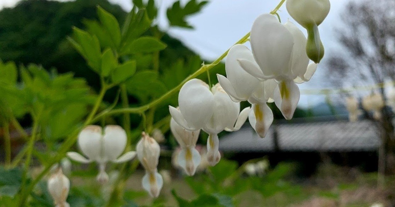 ケマンソウ こすもす 松林 Note ケマンソウ こすもす 松林 Note