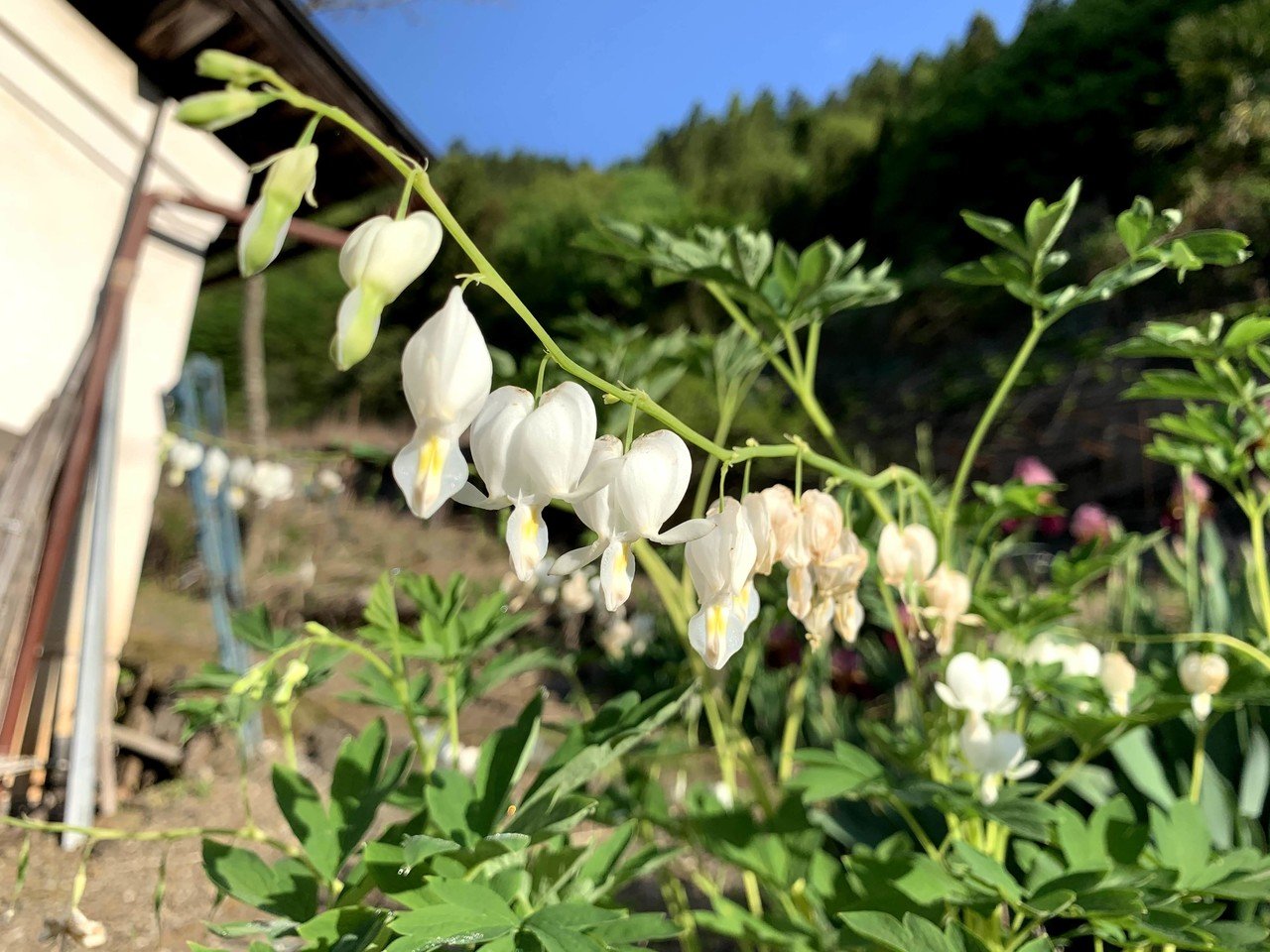 ケマンソウ こすもす 松林 Note ケマンソウ こすもす 松林 Note