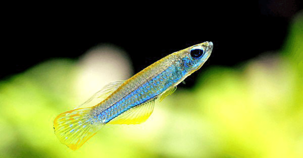 熱帯魚飼育に必要な道具 Aqua Style 絆 Note