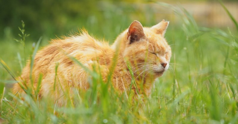 深淵 猫を見るとき 猫もまたこちらを見ているのだ ヨウコ Note 深淵 猫を見るとき 猫もまたこちらを見ているのだ ヨウコ Note