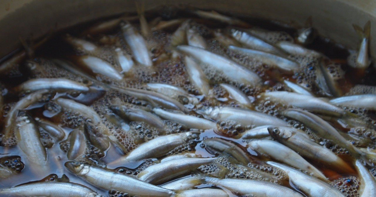 湖北の初夏の味 小鮎 琵琶近江商店 Note