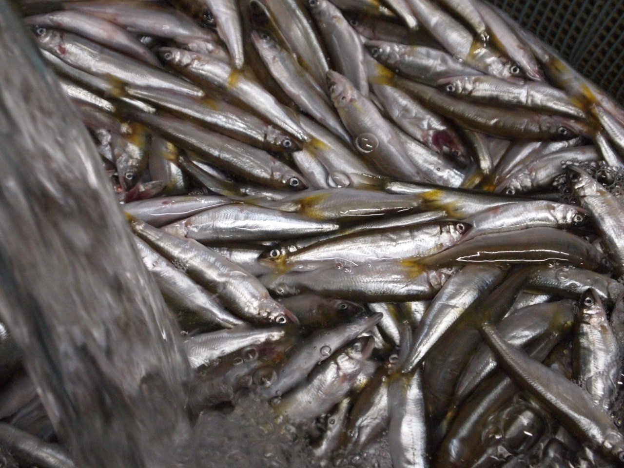 湖北の初夏の味「小鮎」｜琵琶近江商店