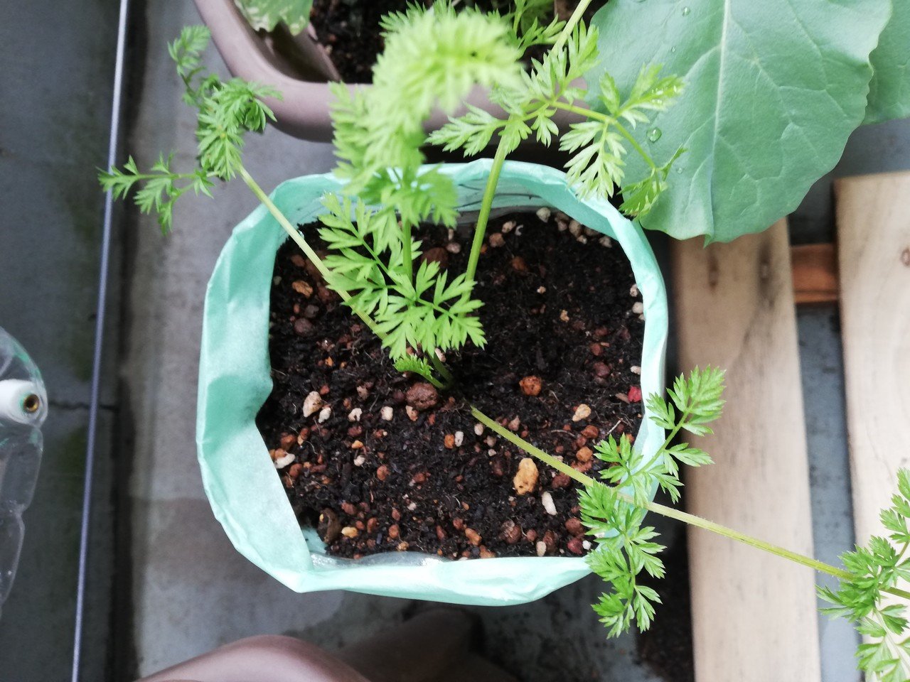 家庭菜園シリーズ Part17 水耕栽培4日目とリボベジ人参の植え替え Sakuya Note 家庭菜園シリーズ Part17 水耕栽培4日目とリボベジ人参の植え替え Sakuya Note