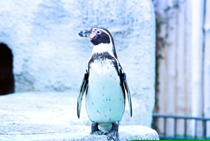 ペンギン-1ブライト_ビビッド40