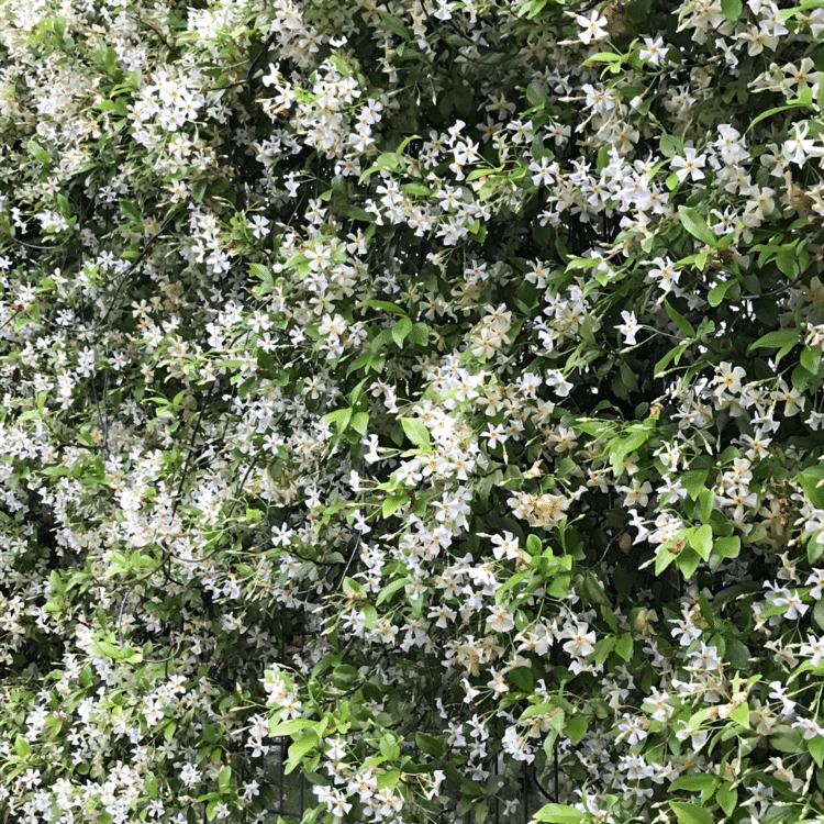 昨日の霧雨の中の散歩中に 近くの大学の垣根に咲いてたんだけど…… 。 これなんのお花？ ジャスミンぽい香りな気がしたけど…全然違ってたりして…曖昧www  #花テロ #白い小花が好き 