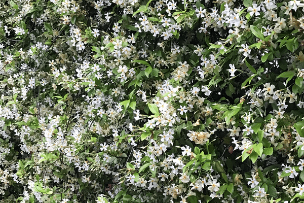 白い小花が好き の新着タグ記事一覧 Note つくる つながる とどける 白い小花が好き の新着タグ記事一覧 Note つくる つながる とどける