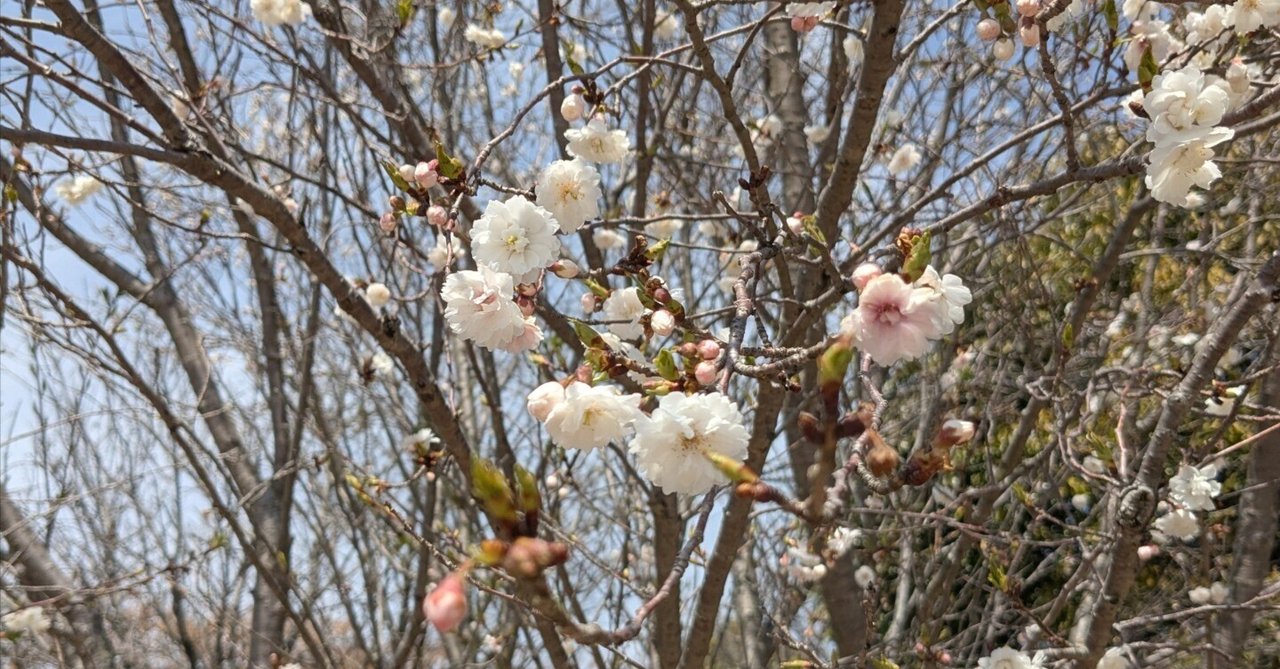「【日記No.79】ここ数年、広島の街が変わり続けている🏘️」のサムネイル