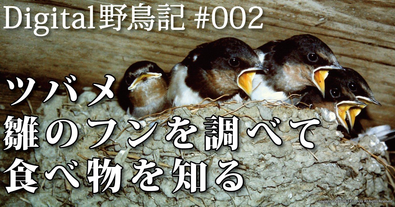 Digital野鳥記 002 ツバメ 雛のフンを調べて食べ物を知る 映像制作会社つばめプロ Note Digital野鳥記 002 ツバメ 雛のフンを調べて食べ物を知る 映像制作会社つばめプロ Note