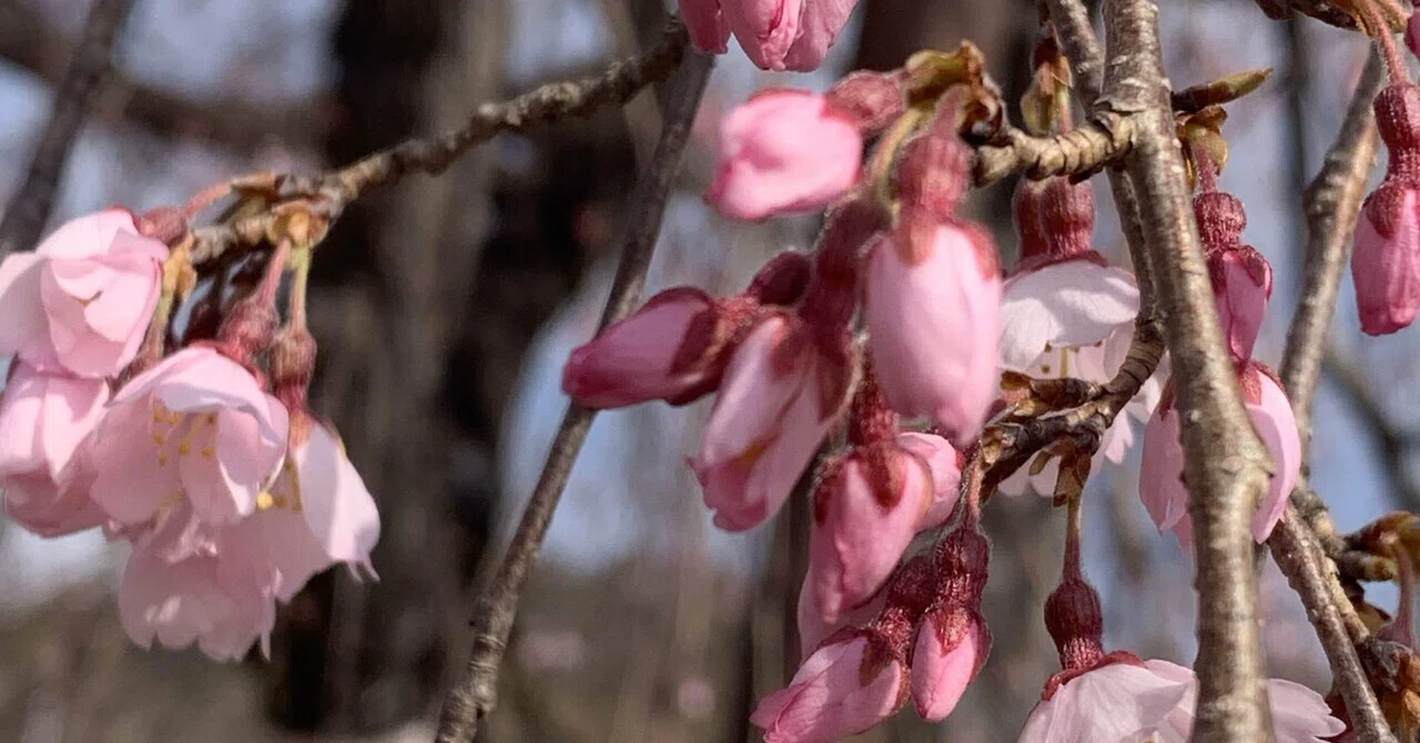 咲き始める桜 春が始まる｜みことのは