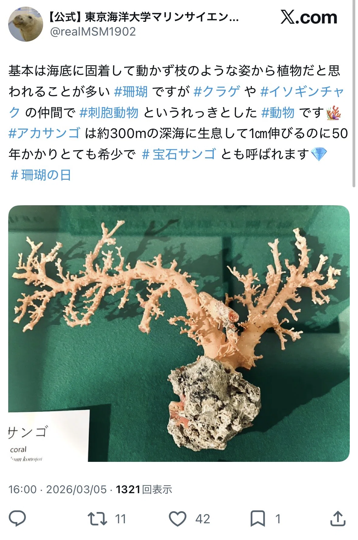 日記：珊瑚がすき。血赤、桃、白、紅🍒‎｜とうどうゆう