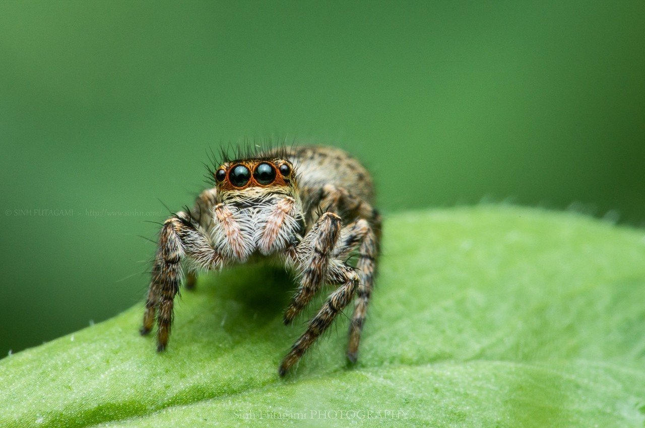 身近な虫を撮る方法 自粛生活下で マクロ撮影に挑戦してみた 14 Sinh Note 身近な虫を撮る方法 自粛生活下で マクロ撮影に挑戦してみた 14 Sinh Note