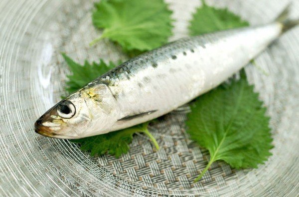 魚を食べると長生きする Dr Otani Note