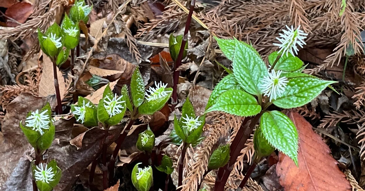 ヒトリシズカが咲き始める（京都府立植物園）：2026年3月23日（月