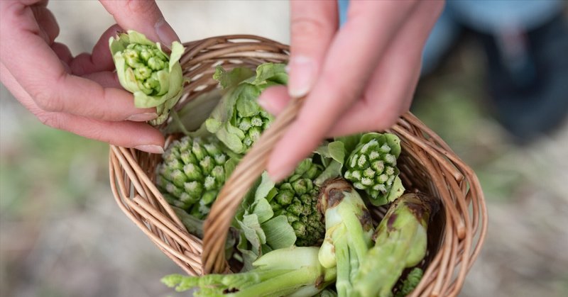 【春季限定】棚田で山菜狩り体験付きプラン