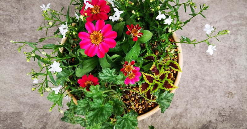 初めての寄せ植え ジニア プロフュージョン 小さなお庭 Note
