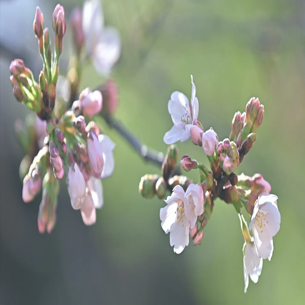 Zの桜 （Z9 : AF-S NIKKOR 70-200mm f/2.8E FL ED VR x1.4） もうZ9は