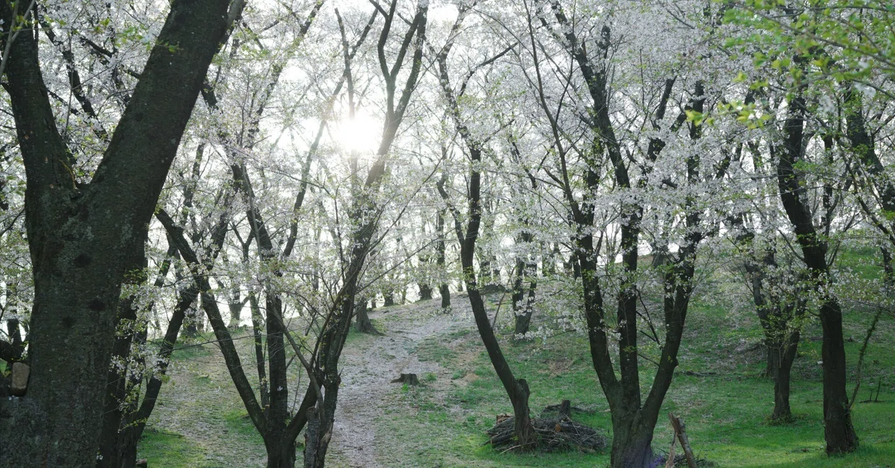 桜前線を追いかけた1ヶ月、のんびり春の旅｜葵