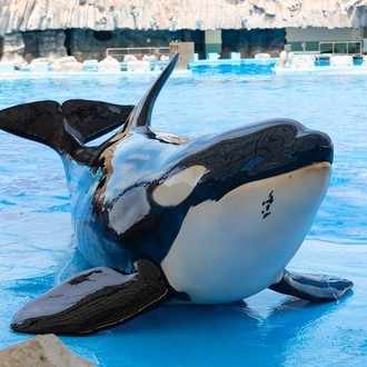 シャチのランのお話 トレーナーさんにインタビュー わかとら Note