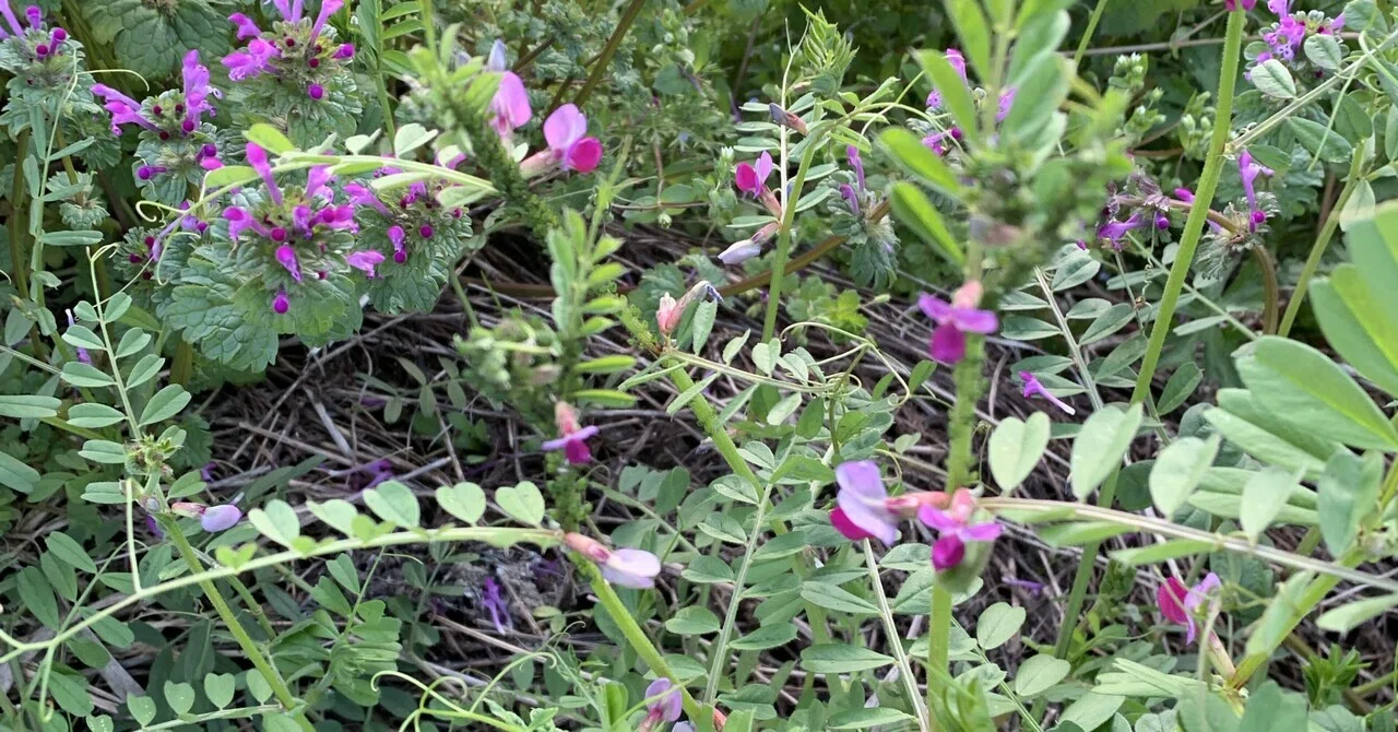 There are tons of aphids on my common vetch... is that a problem?｜ぞの先生 ...