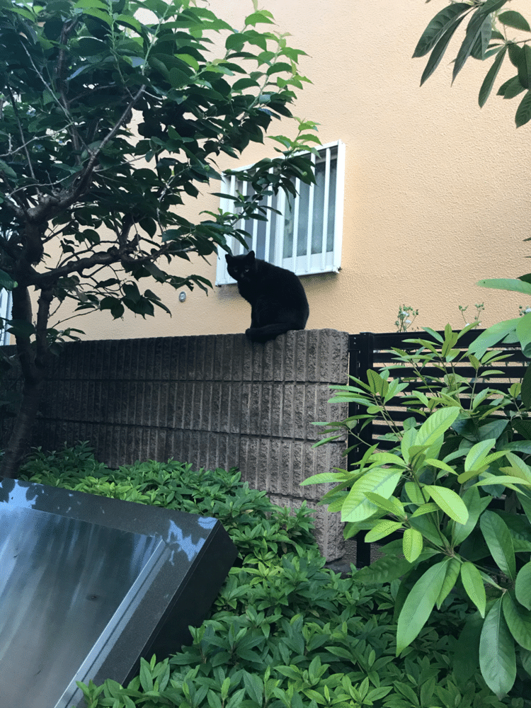 ひょいひょいと塀に登る猫を見かけた。大きくて立派な黒猫だった。
