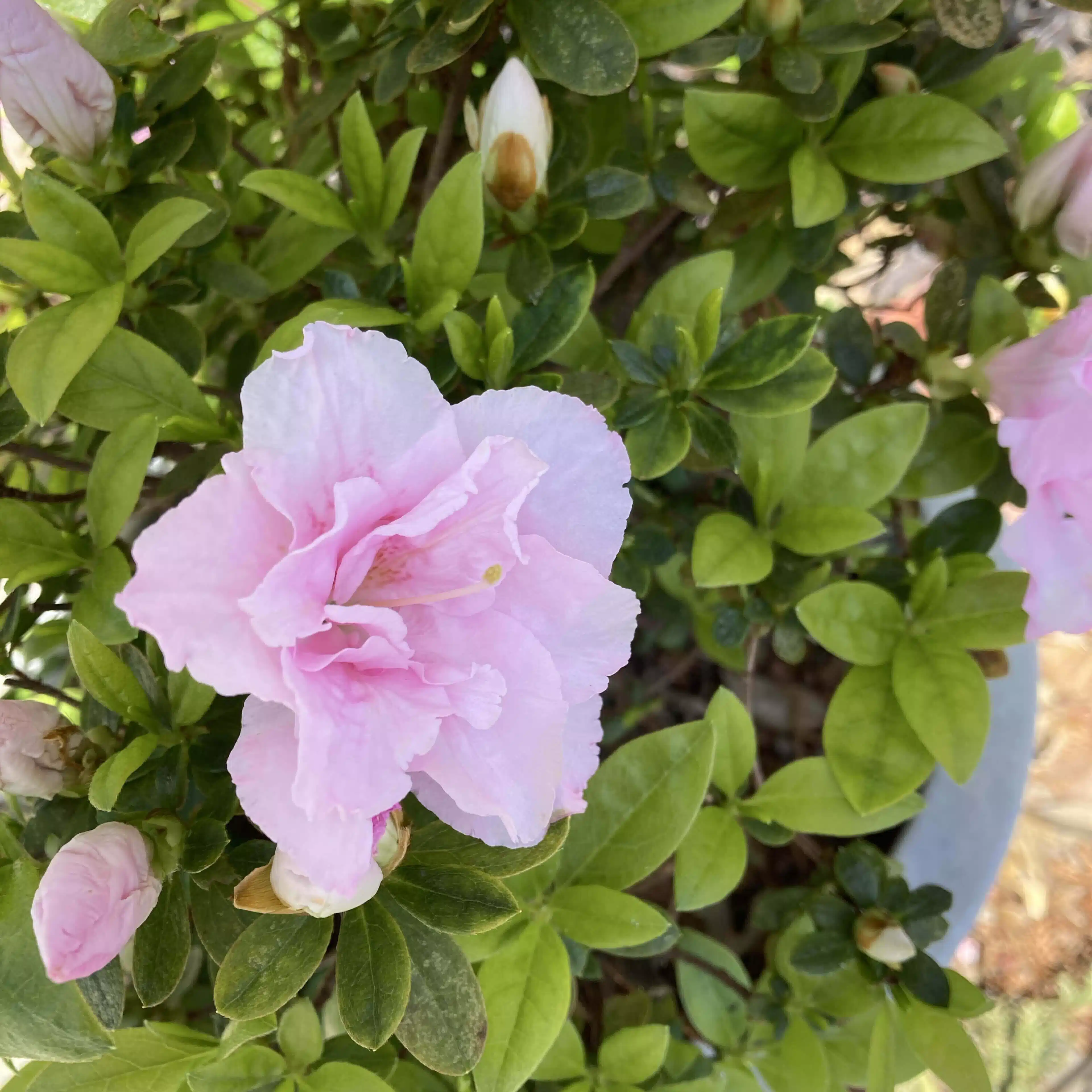 フローラ🌸