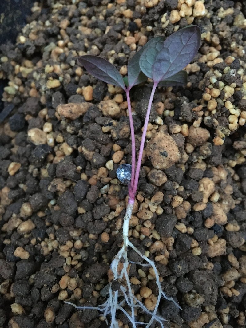 双子のベニバナヤマシャクヤク 和花奈の種から栽培 Note