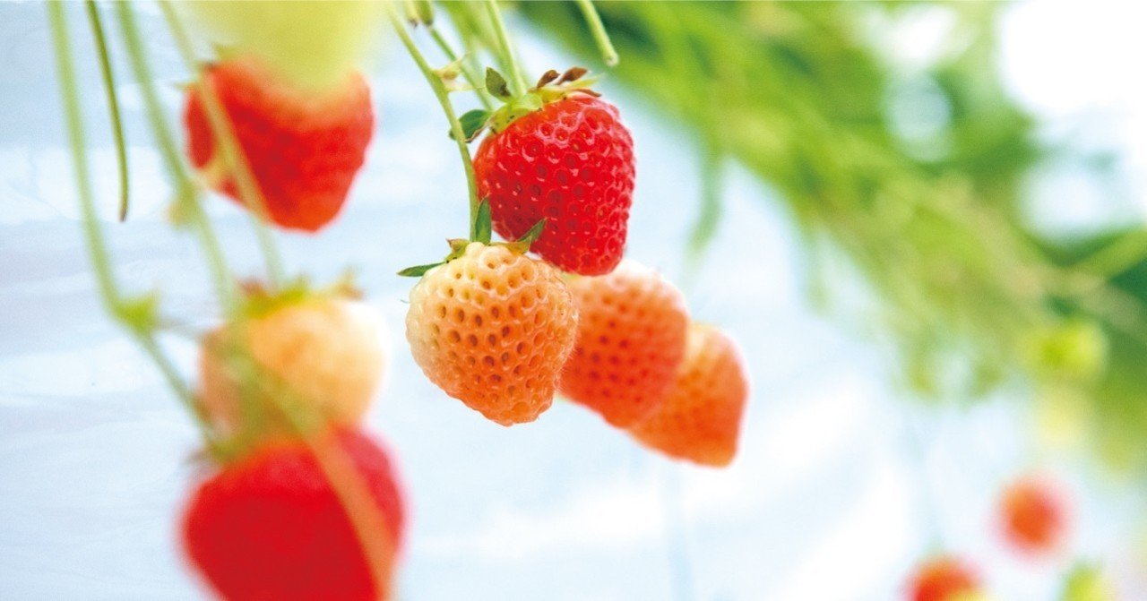 情熱家が育てるイチゴ 熱い思いが香りと味に 上越市大潟 髙橋さんの越後姫 上越 東京のイタリア料理店 クオルス リストランテのマガジン La Passione Note 情熱家が育てるイチゴ 熱い思いが香りと味に 上越市大潟 髙橋さんの越後姫 上越 東京のイタリア料理店 クオルス リストランテのマガジン La Passione Note