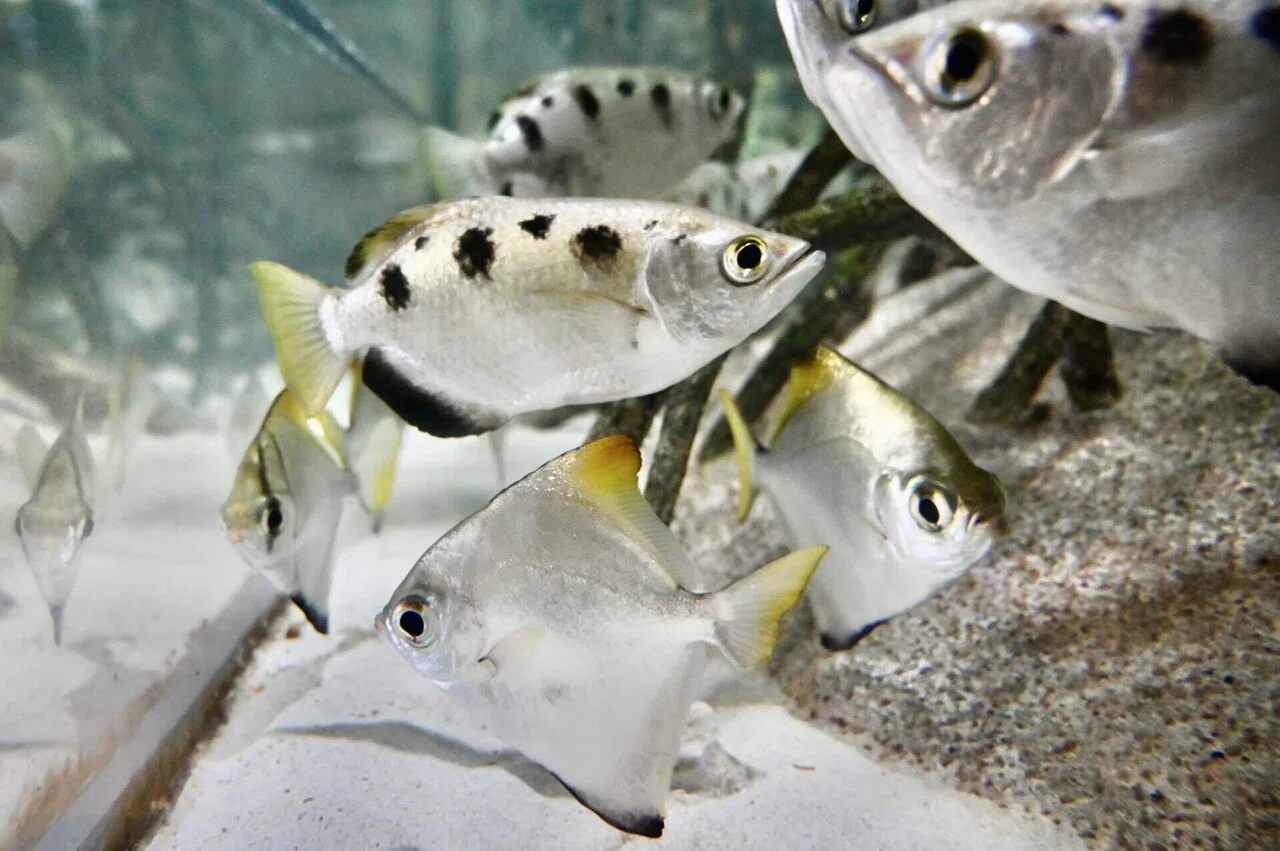 マリンピア日本海｜新潟の海と川をめぐる水族館｜しいな｜いきもの旅ログ