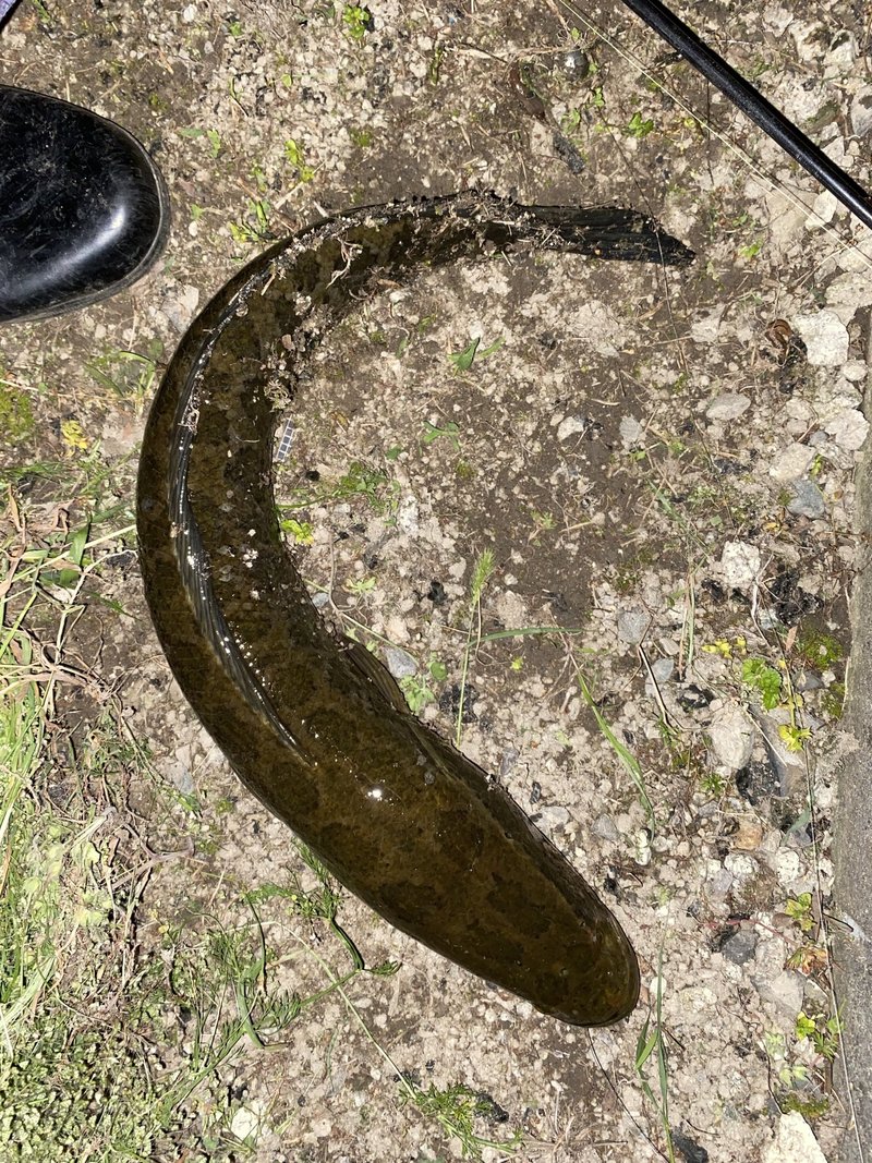 川の珍味雷魚を食べる かず Note 川の珍味雷魚を食べる かず Note