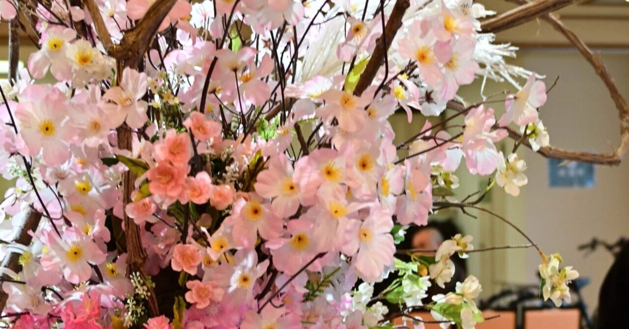 寒くて桜が咲きません｜Swan High 1114