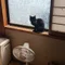 アノイマー