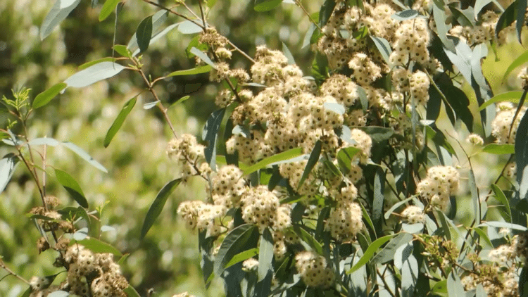 ユーカリ  アイアンバークの花
たくさんのミツバチが🐝蜜を求めに集まっていた。
樹齢は15年ほど。高さ8メートル程度。冬はボルドー色に紅葉してとても美しい。ユーカリは1000種類あると言うけど、材の硬さは最強。オーストラリアの古木はアイアンバークが多い。牧場を囲う木杭に使われている。地中に埋めても100年でも朽ちないから。一方で美味しい蜂蜜が採れる🍯他のユーカリ に比べるとクセがなく甘味が強い感じがする。
#ユーカリ   #静岡市 #蜂蜜 #gumtree  #eucalyptus #ironbark
