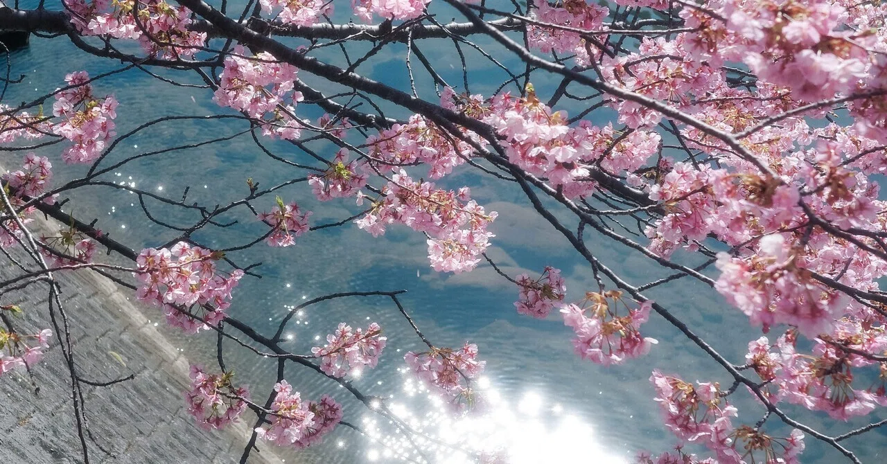 桜は満開、財布はつぼみ。｜あやとり2周目