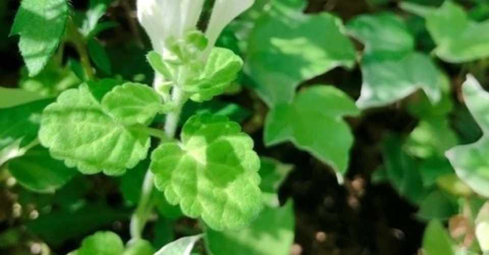 マスクに 虫除けに 万能なミントの力をあなどるなかれ 北見ハッカ油 こもも Note