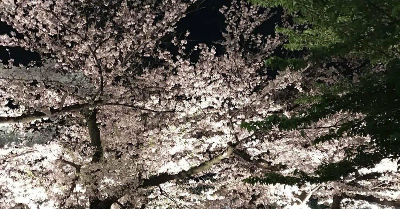 Cherryさま専用4月（原画）花がささやく春夜 ほか　6点おまとめ 夜桜】2019年頃の千鳥ヶ淵公園｜あだち
