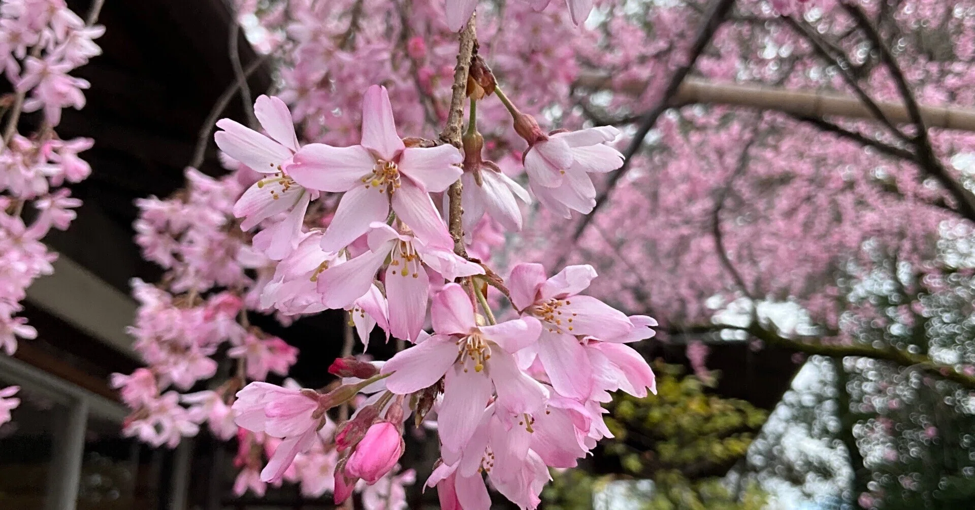 水火天満宮の紅枝垂れ桜：2026年3月27日（金）｜藤井秀昭（『京都居候