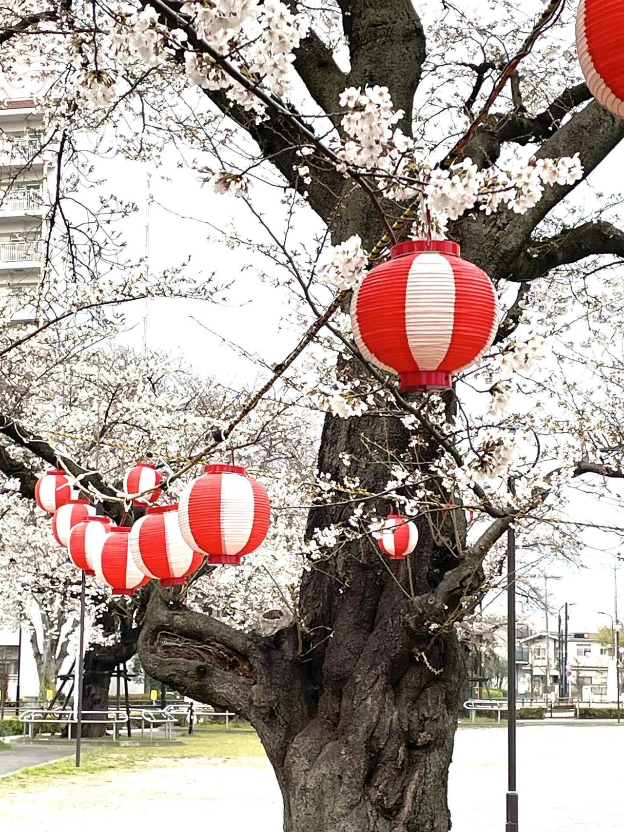 桜まつりのご案内🌸｜エコ914