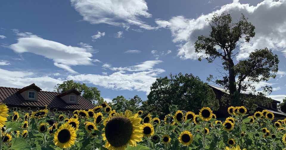 プレバト の俳句だけで 歳時記 作ってみた 夏 9 3更新 Y Rx Note