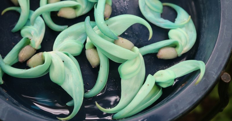 本日のスタッフのおすすめ