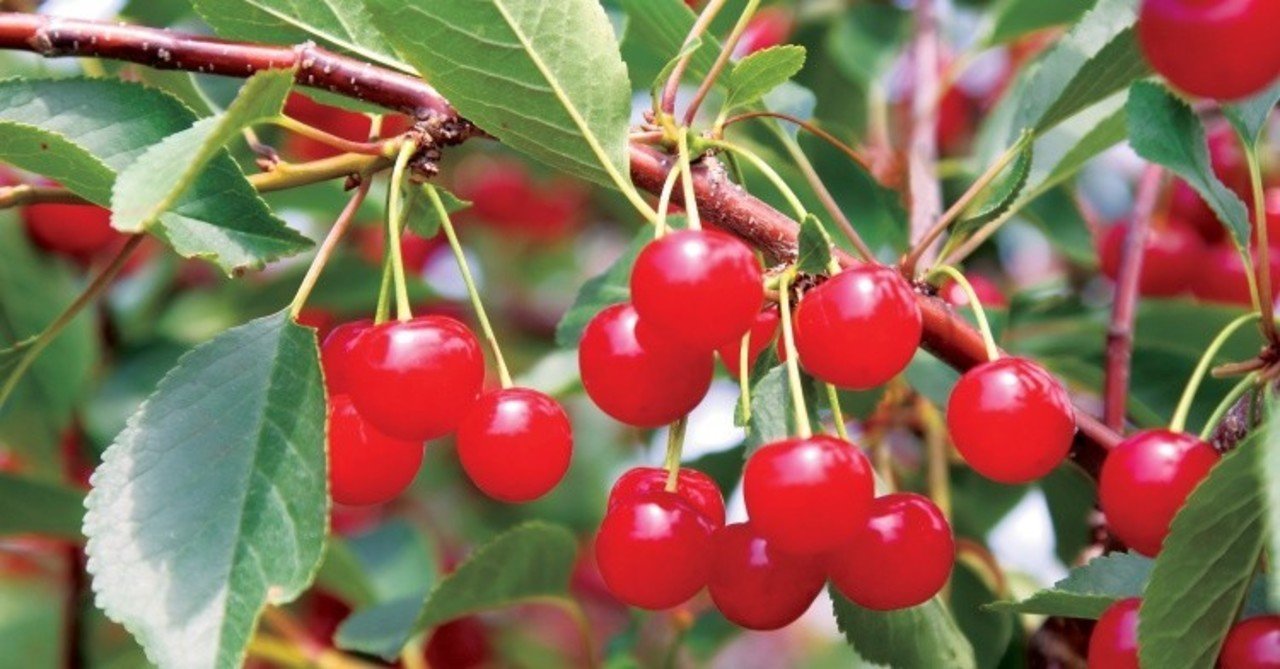 ミシガンチェリー｜mittenmi