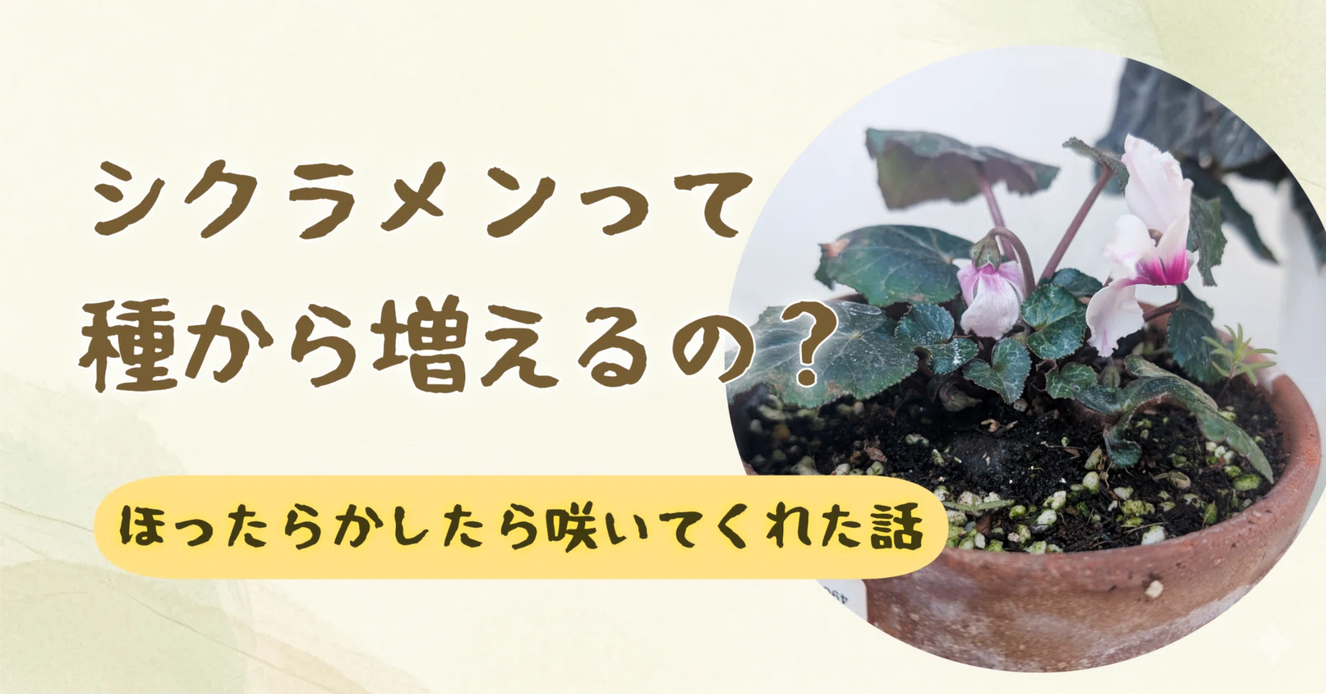シクラメンって種から増えるの？ほったらかしたら咲いてくれた話｜ゆきるん