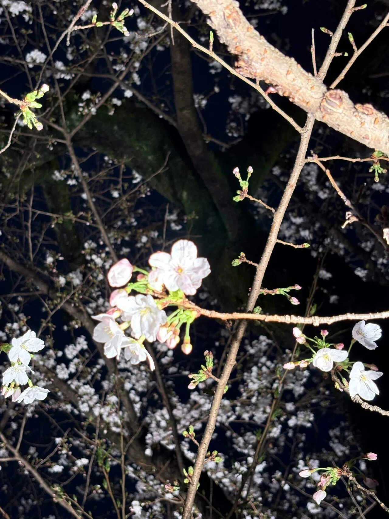 夜桜もいいぞ！｜mizu