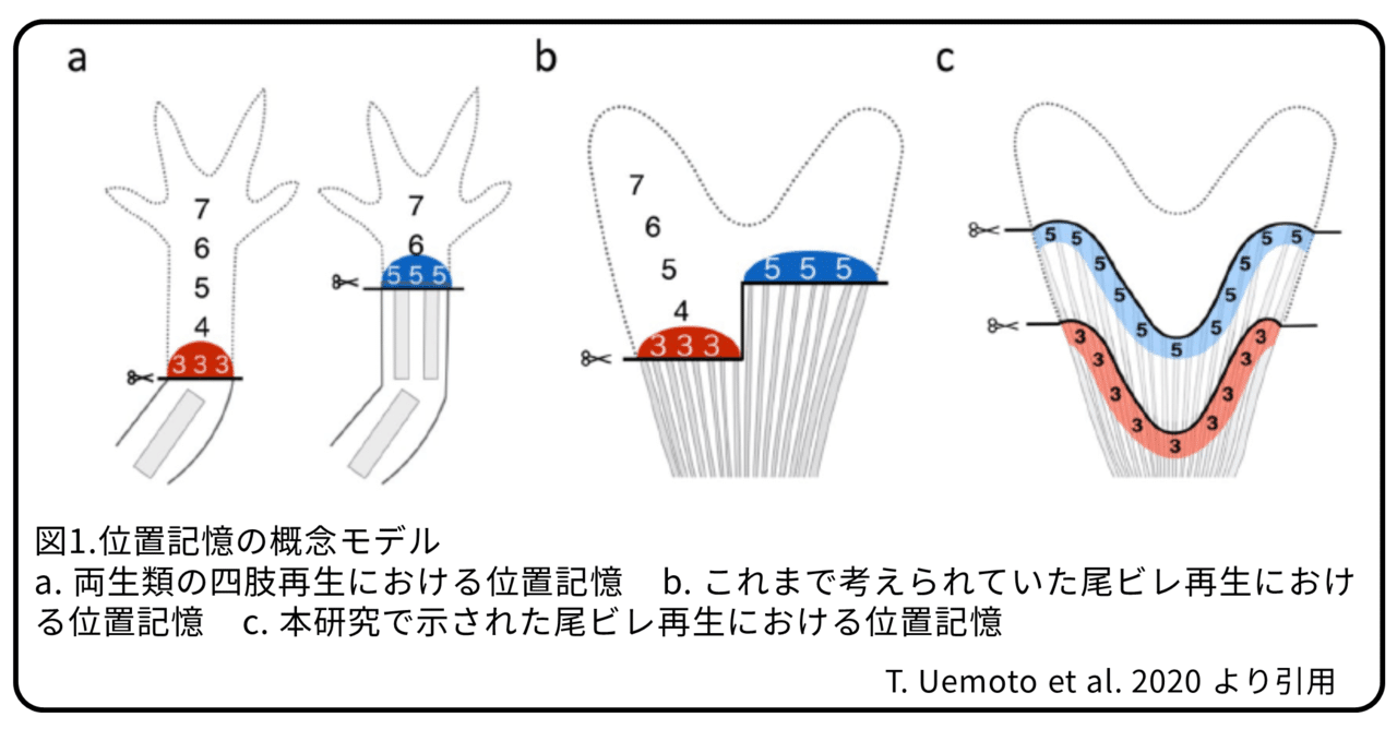 ゼブラフィッシュの尾ビレ再生 切られた長さを知っている 論文紹介 かわいせーざん 基礎研究っておもしろい 生物編 Note