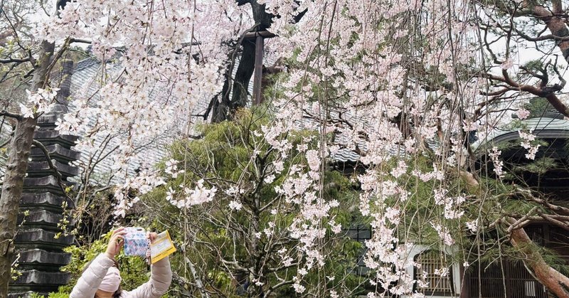 小江戸川越を歩く 中院の枝垂れ桜