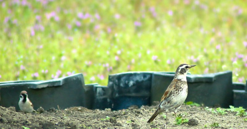 つぐみ になりたい呪いをかけた シノ つぐみbooks Coffee Note