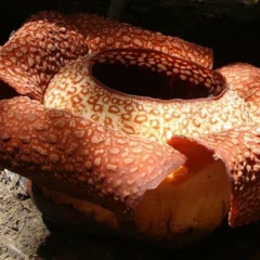ミズタマズングリハムシ｜この色とドットのパターンは！？【追悼：草間